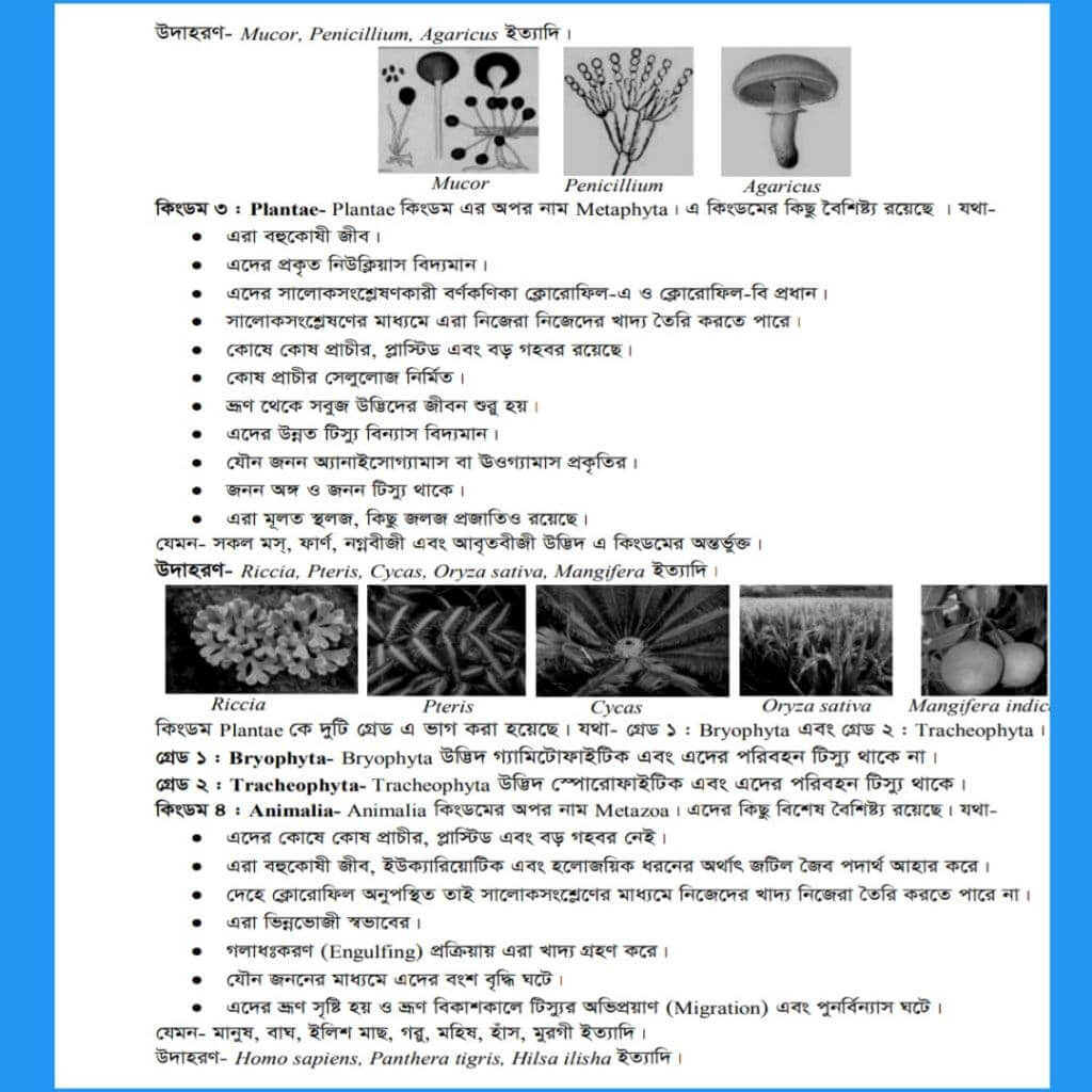 মারগুলিস এর শ্রেণীবিন্যাস