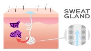 ঘাম কি? মানুষ ঘামে কেন?