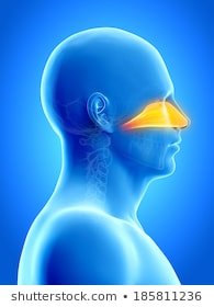 হাঁচি কেন হয়? হাঁচির ভালো মন্দ! হাঁচি থামানোর উপায়