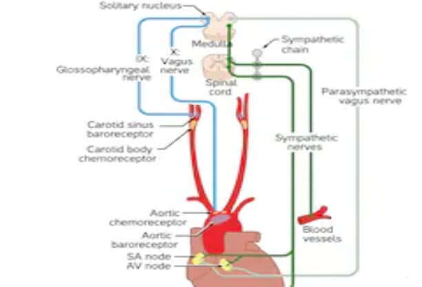 ফাঁসি দিলে মানুষের মৃত্যু কিভাবে হয়? ক্যারোটিড সাইনাস