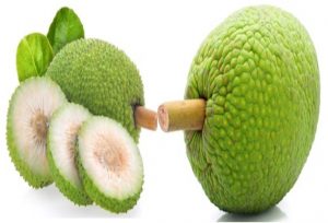 রুটি ফল বা ব্রেড ফ্রুট এর পুষ্টিগুণ রুটি ফল
