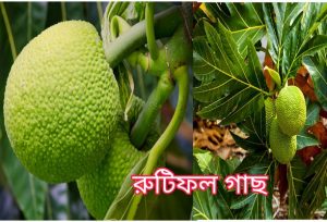 রুটি ফল বা ব্রেড ফ্রুট এর পুষ্টিগুণ রুটি ফল বা ব্রেড ফ্রুট এর পুষ্টিগুণ