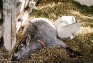 অলস ছাগলের ঘুম