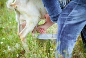 ছাগলের দুধ মায়ের দুধের বিকল্প