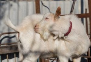 পাঠাঁ মূত্র ত্যাগের সময় নিজের মুখে মূত্র লাগিয়ে নেয় এবং সারা গায়ে ঘষে ঘষে মূত্র লাগায়।