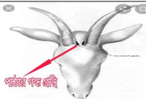পাঠাঁর গন্ধ গ্রন্থি করনুয়াল গ্রন্থি 