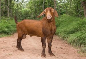 খাসির গায়ে গন্ধ থাকে না কেন?