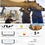 উটের রক্ত থেকে এন্টিভেনাম তৈরি হয়