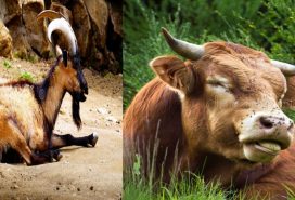 জাবর কাটা কি?