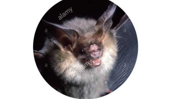 চামচিকা র অজানা তথ্য চামচিকার অজানা তথ্য