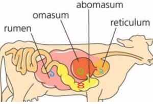জাবরকাটা কি? গরু-ছাগল কিভাবে জাবরকাটে?