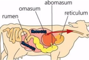 জাবরকাটার পদ্ধতি