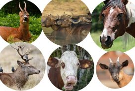 রোমন্থক প্রাণী, রুমিনেন্ট প্রাণী