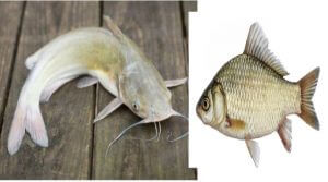 সামুদ্রিক মাছের আঁশটে গন্ধের কারণ, স্বাদু পানির মাছের আঁশটে গন্ধের কারণ