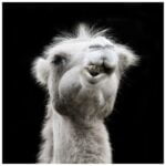 উটের হায়াম সিনড্রোম রোগ 