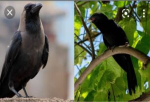 কোকিলের ডাক নকল করলে সে আরো জোরো ডাকে কেন