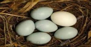 কোকিলের ডিম