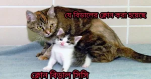 ক্লোন বিড়াল সিসি