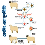 ক্লোনিং এর মূলনীতি