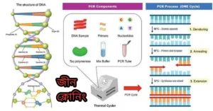 জীন ক্লোনিং বা মোলেকুলার ক্লোনিং