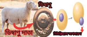 ডিম্বাণু সংগ্রহ ও নিউক্লিয়াস অপসারণ