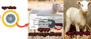 ভ্রূণ সংস্থাপন ও নতুন ক্লোন সৃষ্টি