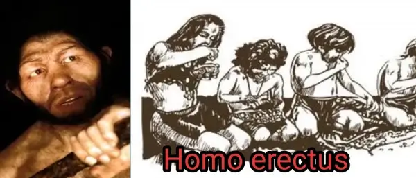 মানুষের বিবর্তন কী? মানব বিবর্তনের ইতিহাস# Homo erectus