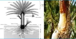 খেজুর রস সৃষ্টির প্রক্রিয়া