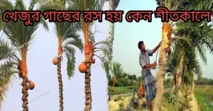খেজুর গাছের রস হয় কেন শীতকালে?