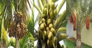 খেজুর গাছের পরিচয়