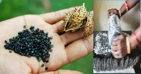 শয়তানের শ্বাস মাদক কী? সবচেয়ে ভয়ংকর মাদক স্কোপোলামিন! ধাপ-১-পাউডার তৈরি