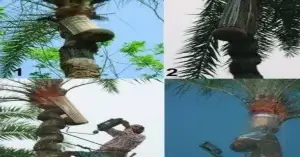 নিপাহ ভাইরাস প্রতিরোধের উপায়