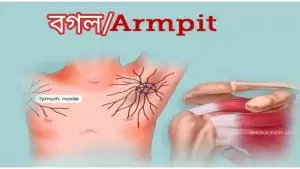 বগলে রসুন রাখলে জ্বর আসে কেন-বগলের ছবি