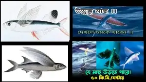 উড়ো মাছ বা উরুক্কু মাছ! যে মাছ উড়তে পারে।