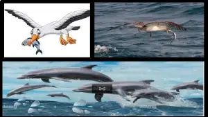 উড়ুক্কু মাছ কেনো উড়ে?