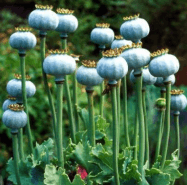 কি দিয়ে হেরোইন তৈরি হয়?