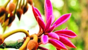 মহুয়া ফুল