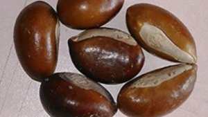 মহুয়া বীজ